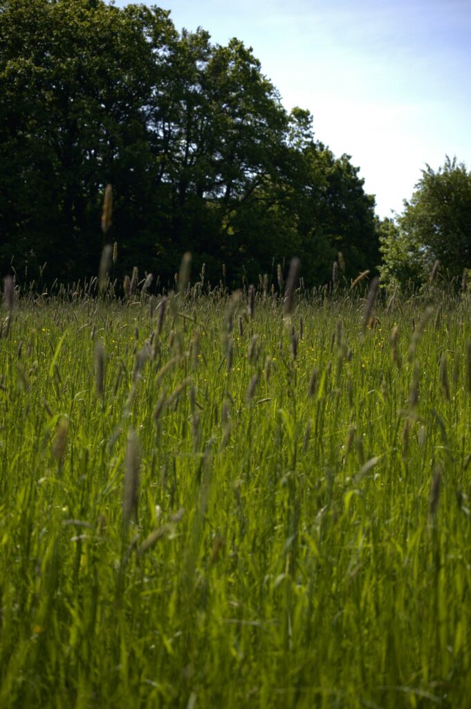 Blühende Wiese mit Bäumen: Immobilienmakler Hilpoltstein