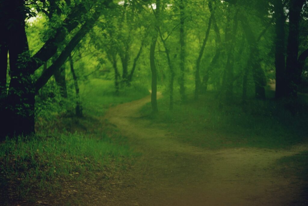 Grüner Waldweg im Sommer