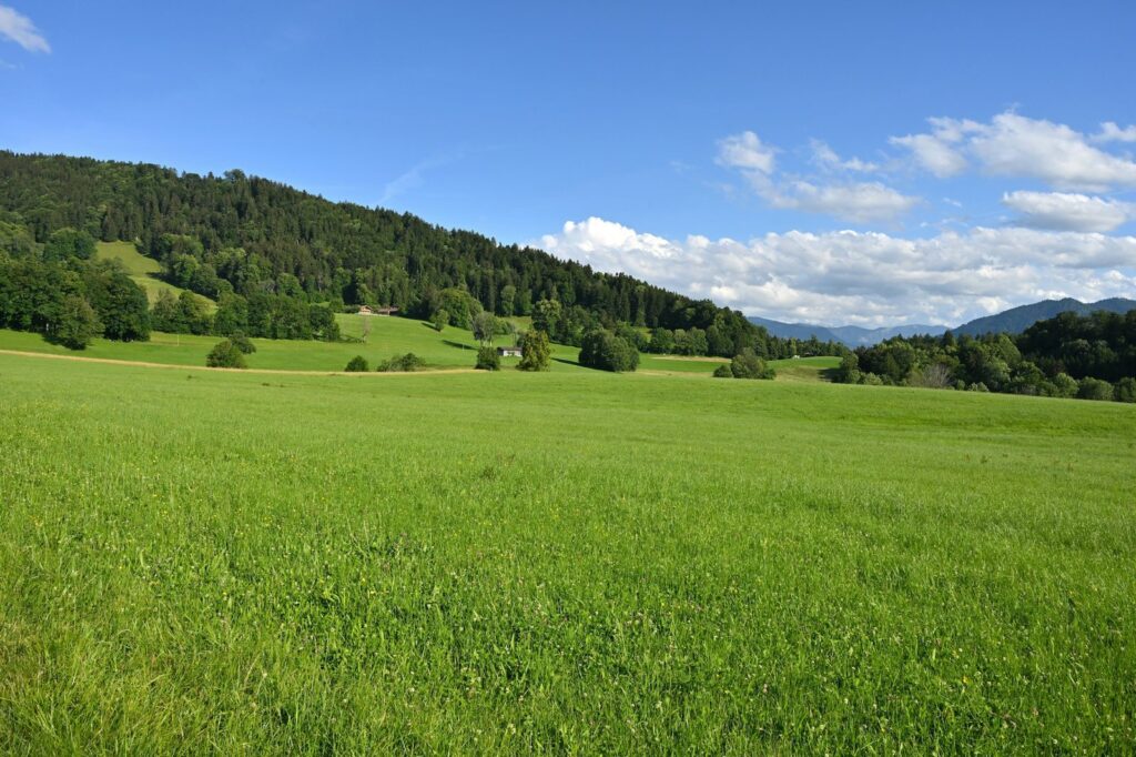 Hügelige Wiesenlandschaft mit Wald