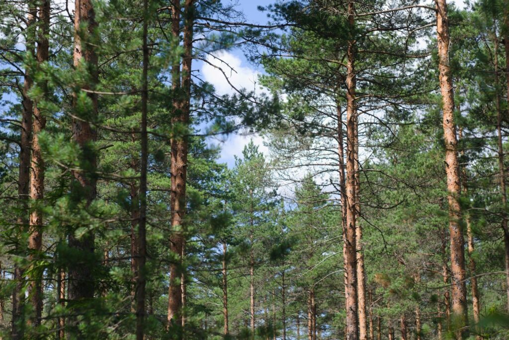Kiefernwald unter blauem Himmel