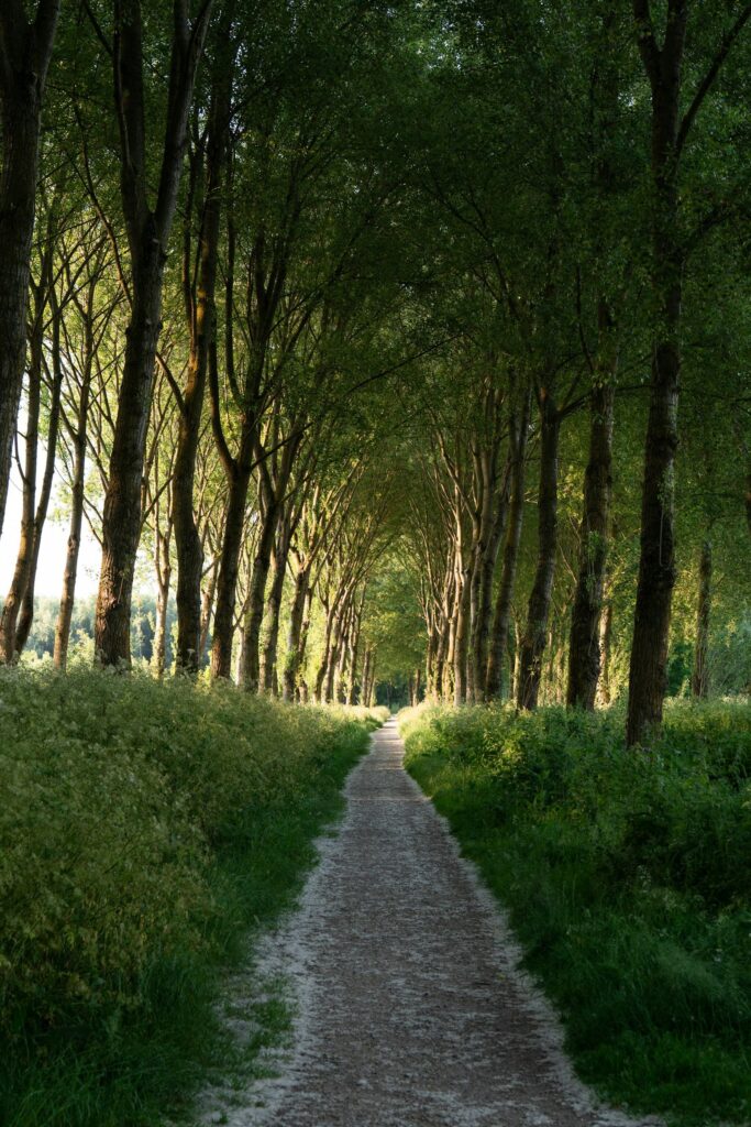 Schmaler Weg zwischen Bäumen