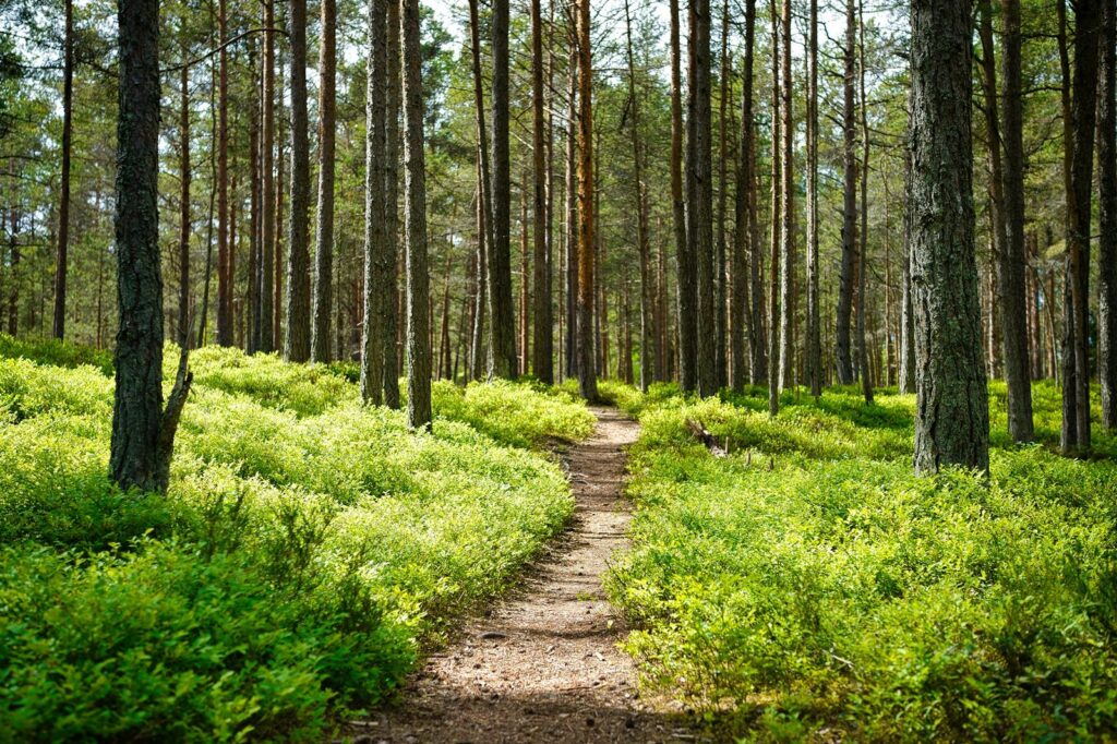 Waldweg zwischen Kiefern: Immobilienmakler Mühlhausen